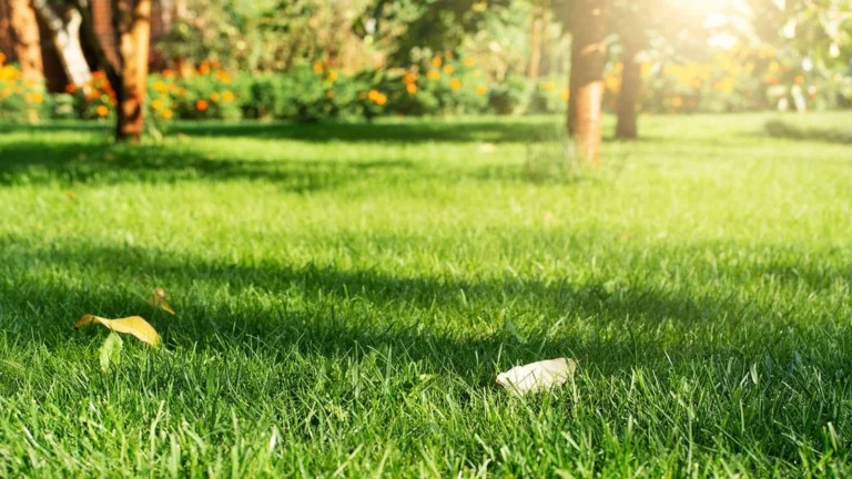 Best Drought-Resistant Lawns in the United States: A Senior Editorial Performance Guide
